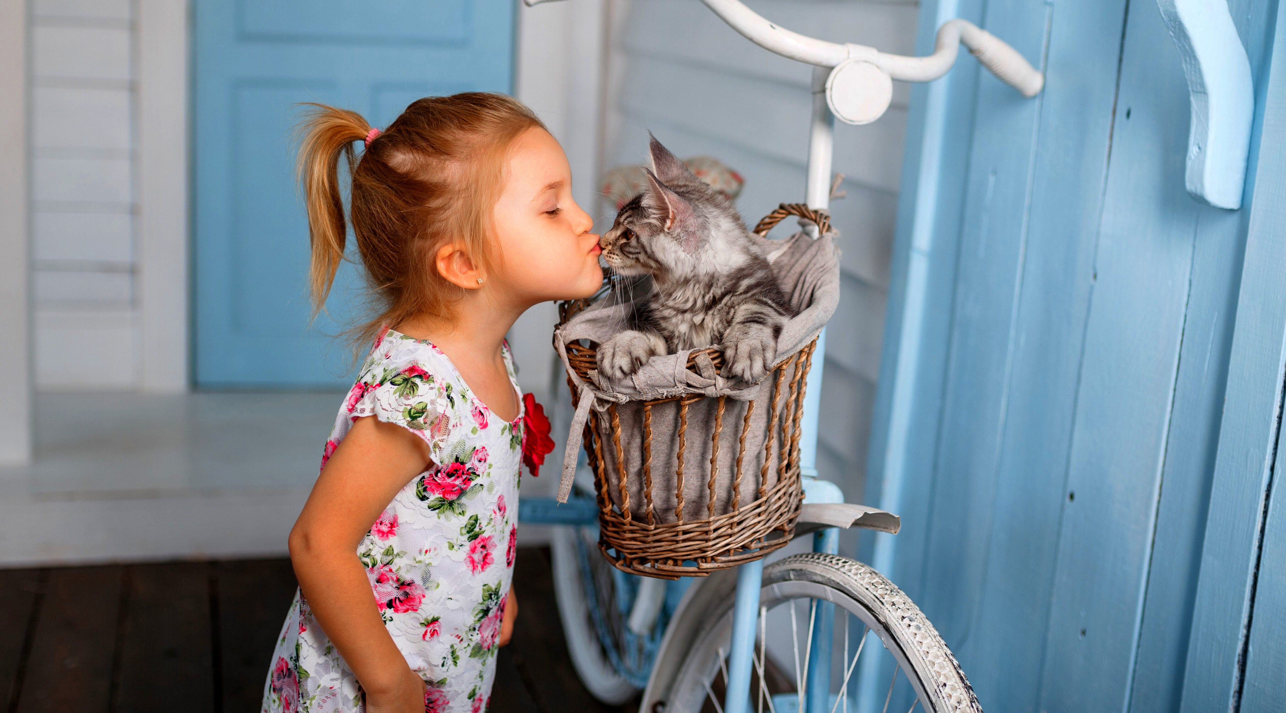 A young girl kisses a grey kitten in a wicker basket on a white bicycle against a blue wooden background.