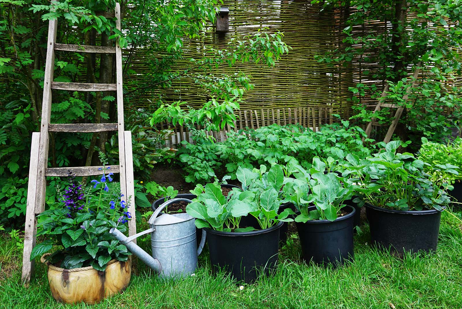 A lush garden scene with a wooden ladder, large pots of leafy vegetables, a watering can, and a woven fence in the background.