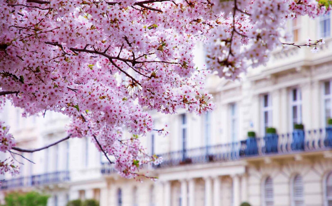 Pink cherry blossoms in focus with blurred classical architecture and balconies in the background.