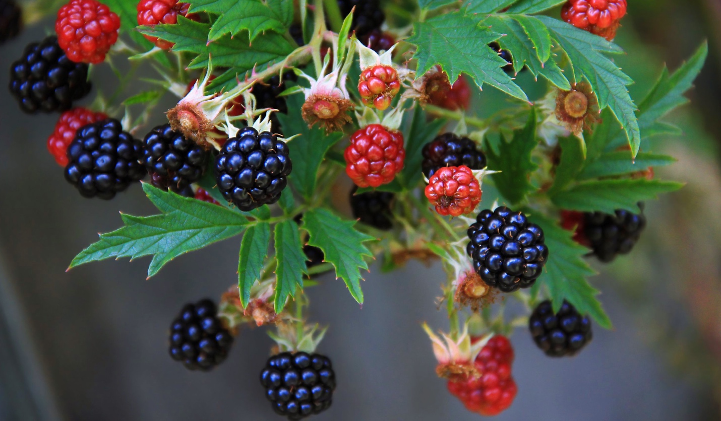 blackberries growing on the vine